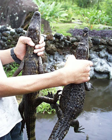Alligator vs. Caiman - Caimans are the most common alligator pets. They are a so called miniature alligator.